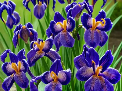 Iris Sibirica ‘Super Ego’ (Siberian Iris)