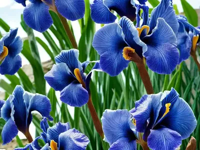 Iris Spuria ‘Sahara Sands’ (Blue Iris)