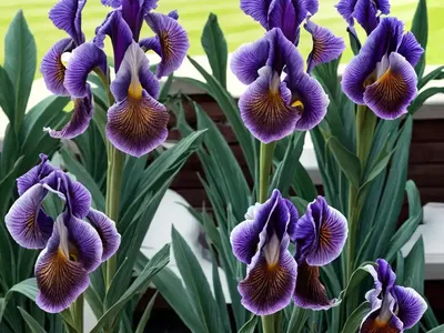 Iris ‘Starship Enterprise’ (Bearded Iris)
