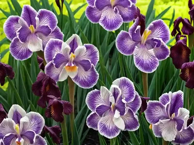 Iris Tenax (Toughleaf Iris)