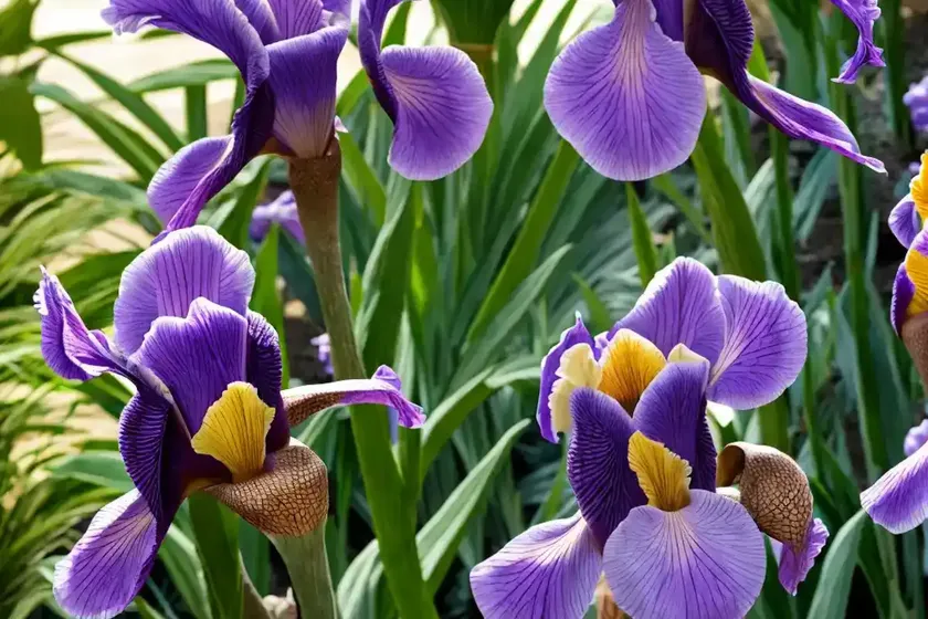 Iris ‘thornbird’ (bearded iris)