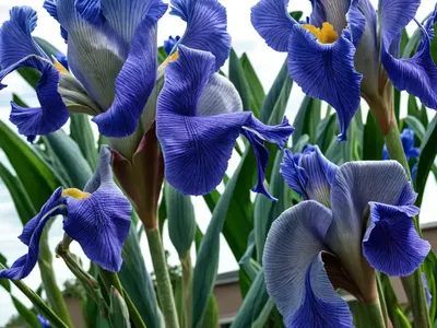 Iris ‘Yaquina Blue’ (Bearded Iris)