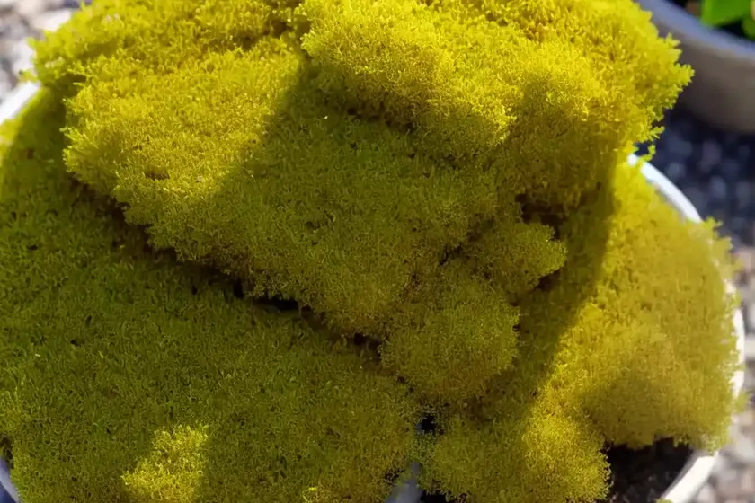 Irish moss (sagina subulata) — photo 2