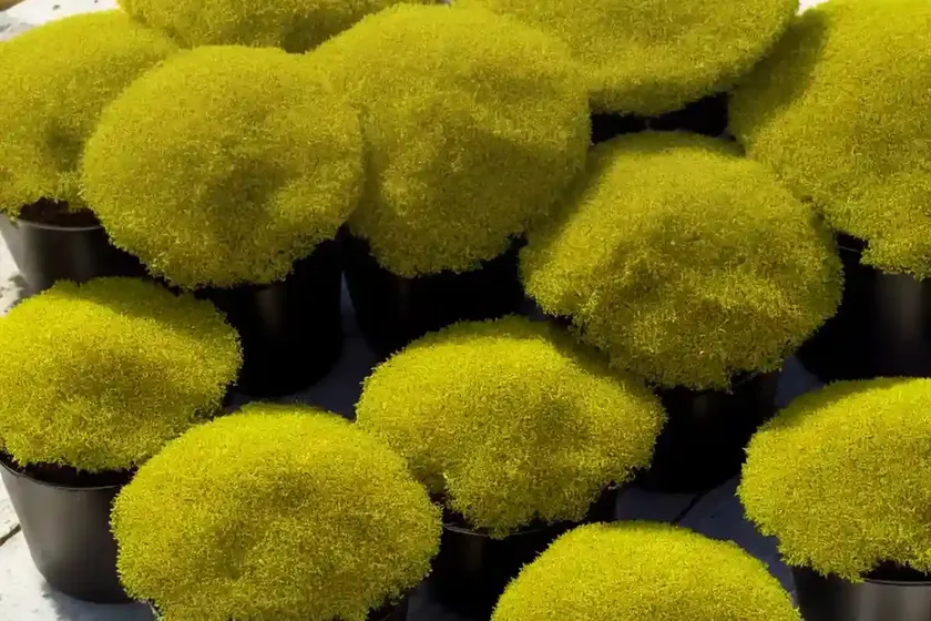 Irish moss (sagina subulata) — photo 3