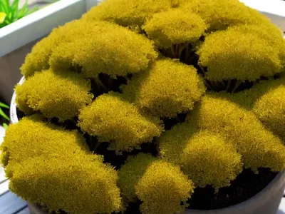 Irish Moss (Sagina Subulata)