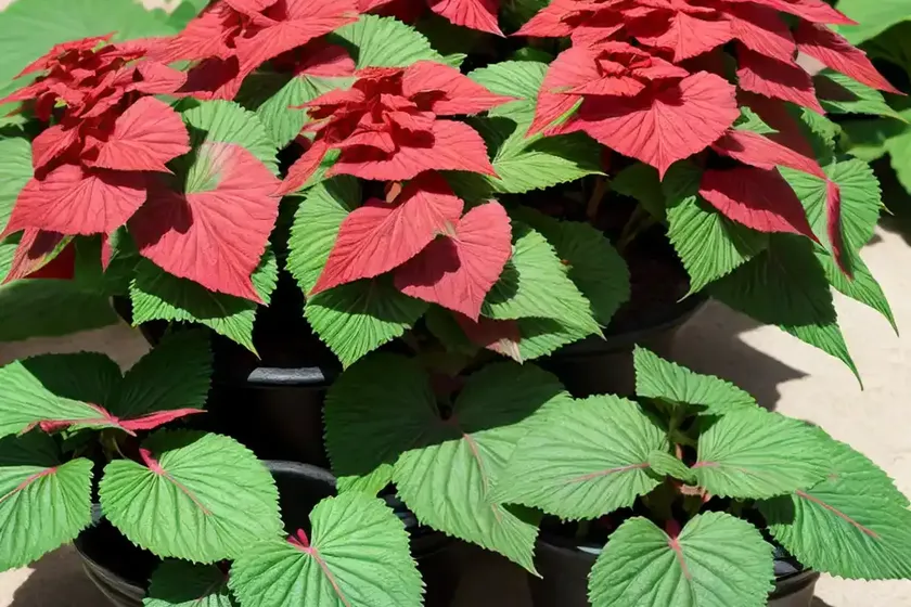 Iron cross begonia (begonia masoniana) — photo 3