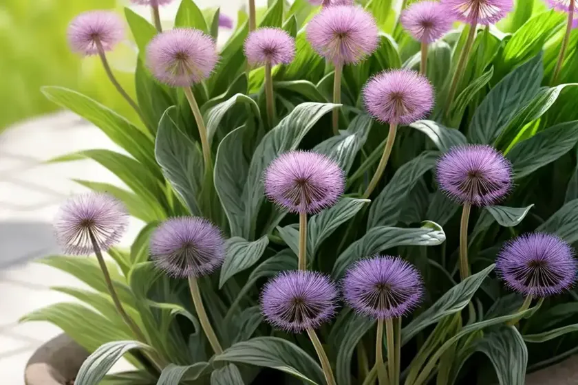Ispaghul (plantago ovata) — photo 3