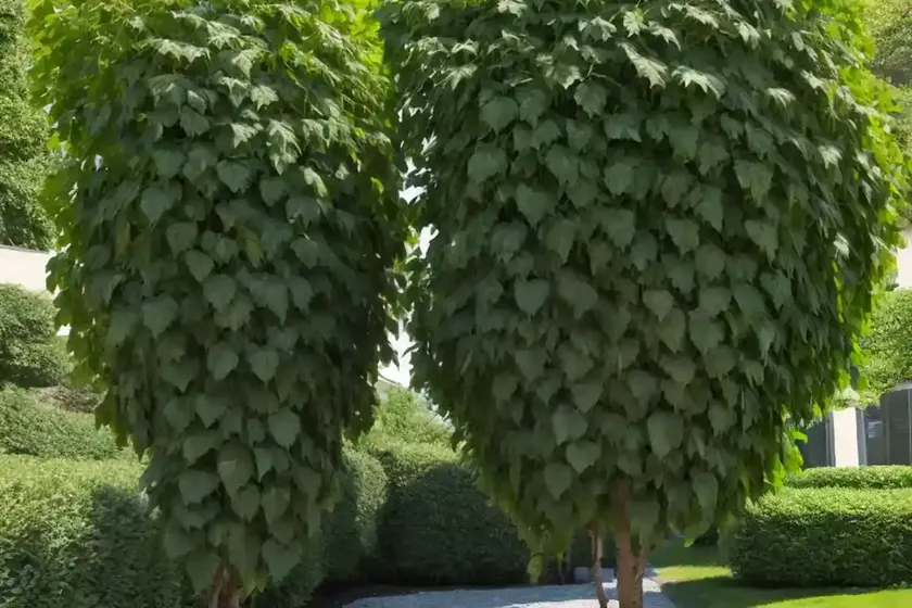 Italian alder (alnus cordata) — photo 2