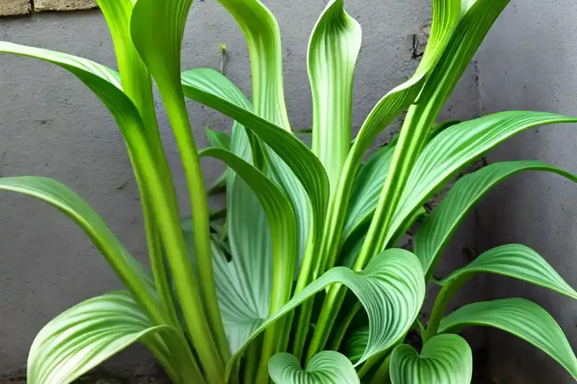 Italian arum (arum italicum) — photo 2