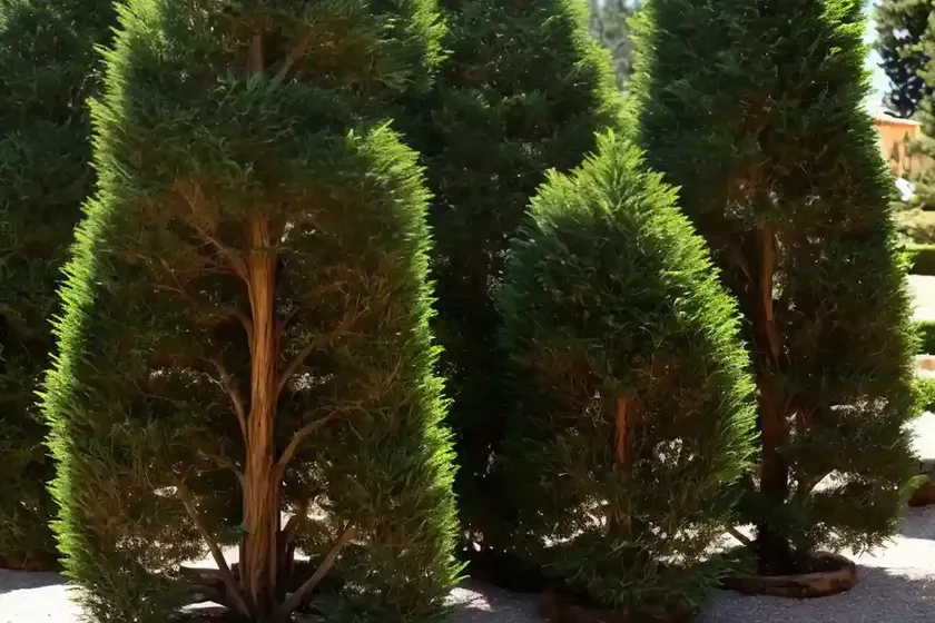 Italian cypress (cupressus sempervirens) — photo 2