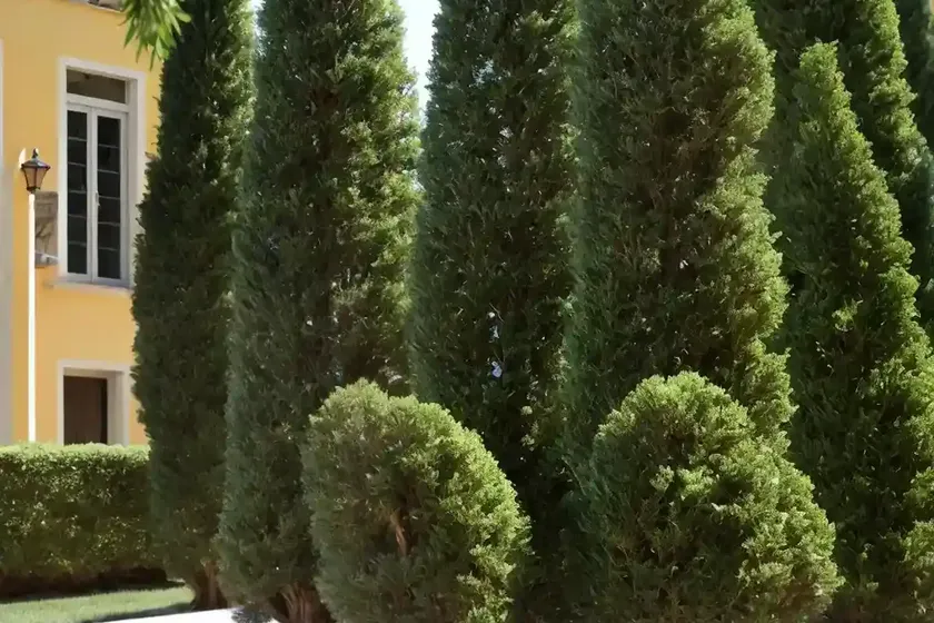Italian cypress (cupressus sempervirens) — photo 3