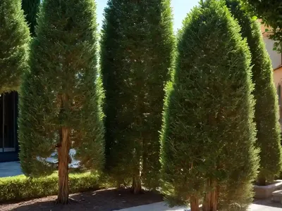 Italian Cypress (Cupressus Sempervirens)