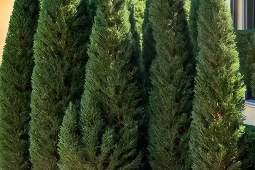 Italian cypress (cupressus sempervirens ‘glauca’) — photo 2