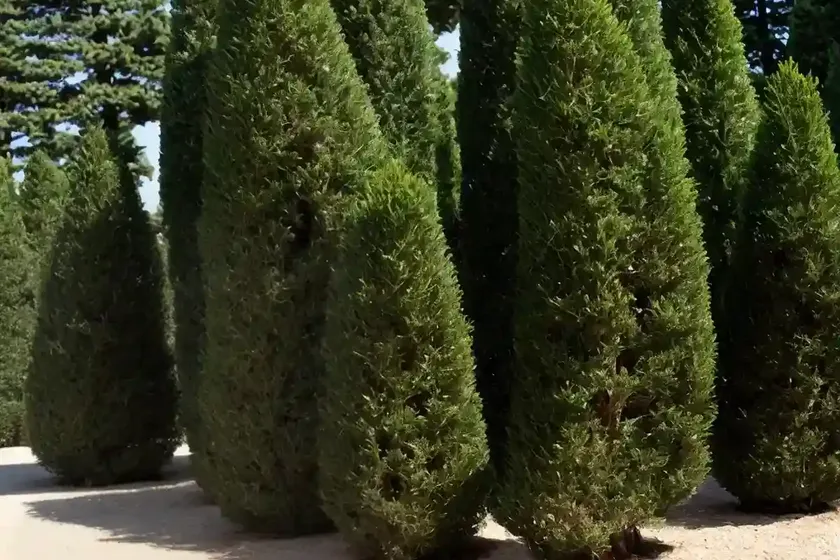 Italian cypress (cupressus sempervirens ‘glauca’) — photo 3