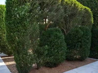 Italian Cypress (Cupressus Sempervirens ‘Glauca’)