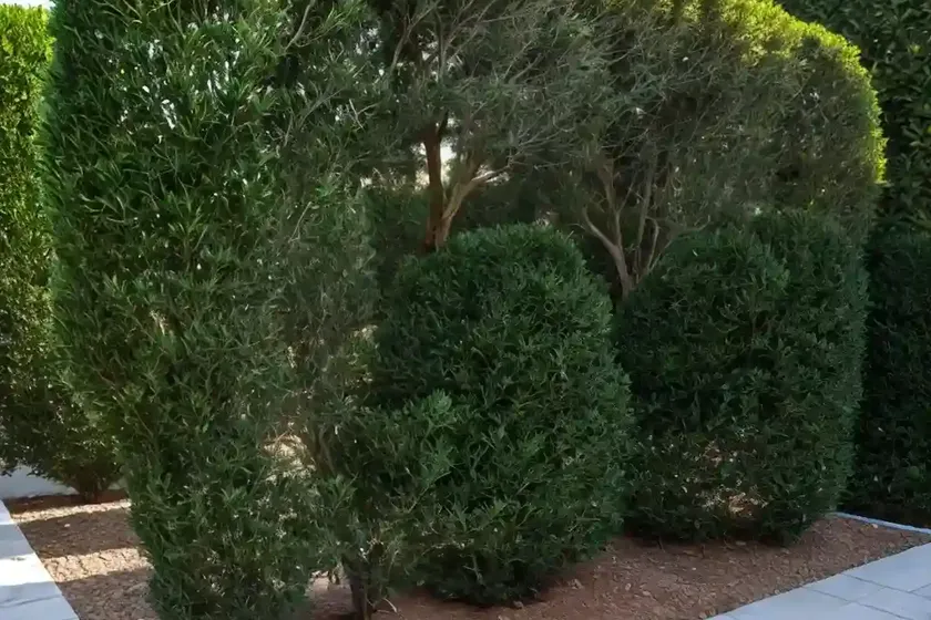 Italian cypress (cupressus sempervirens ‘glauca’)