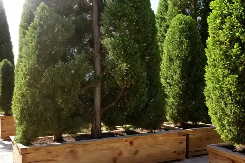 Italian cypress (cupressus sempervirens subsp. dupreziana) — photo 2