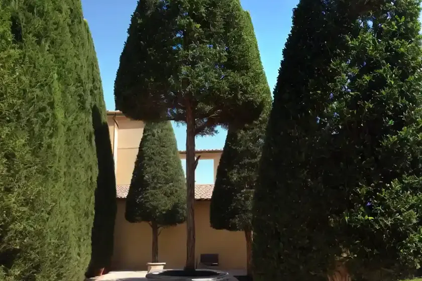 Italian cypress (cupressus sempervirens subsp. dupreziana) — photo 3