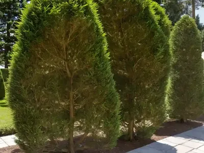 Italian Cypress (Cupressus Sempervirens Subsp. Dupreziana)
