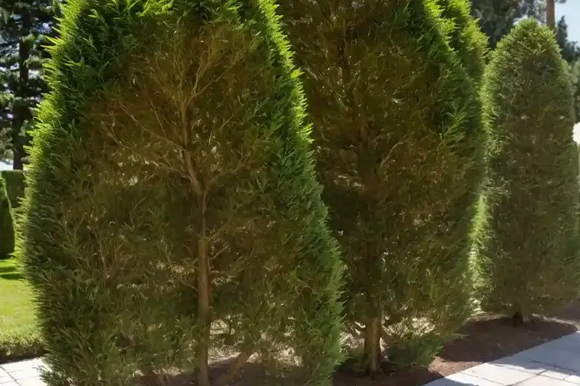 Italian cypress (cupressus sempervirens subsp. dupreziana)