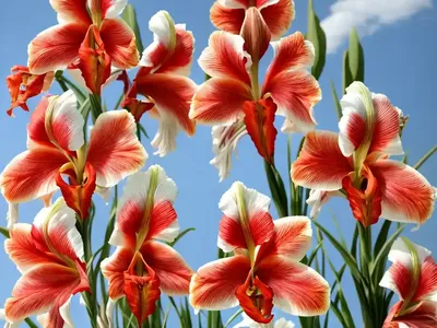 Italian Gladiolus (Gladiolus Italicus)