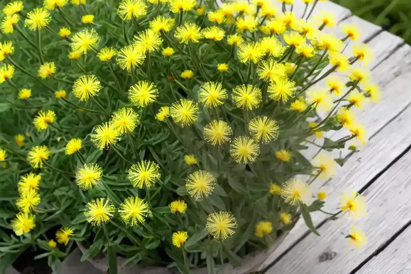 Italian hawksbeard (crepis bursifolia) — photo 2