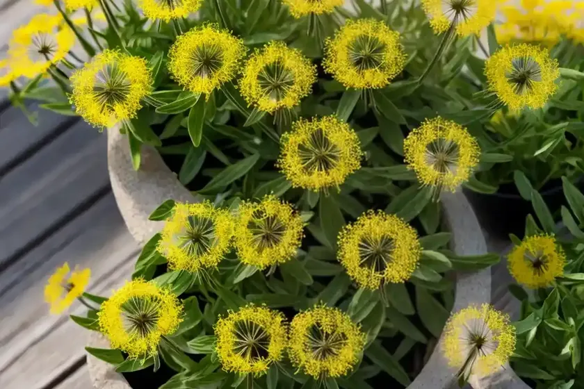 Italian hawksbeard (crepis bursifolia) — photo 3