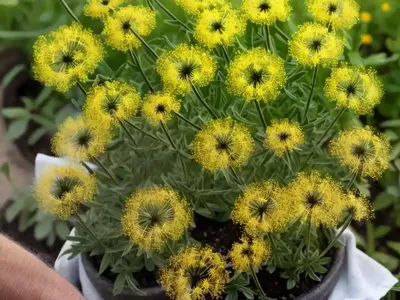 Italian Hawksbeard (Crepis Bursifolia)