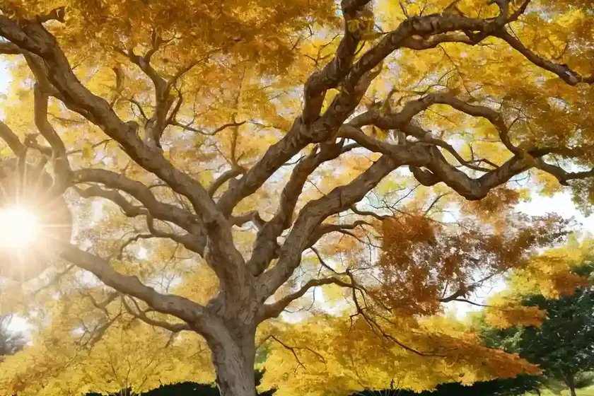Italian Maple (Acer Opalus)
