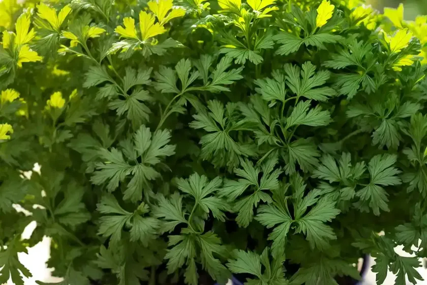 Italian parsley (petroselinum crispum var. neapolitanum) — photo 2