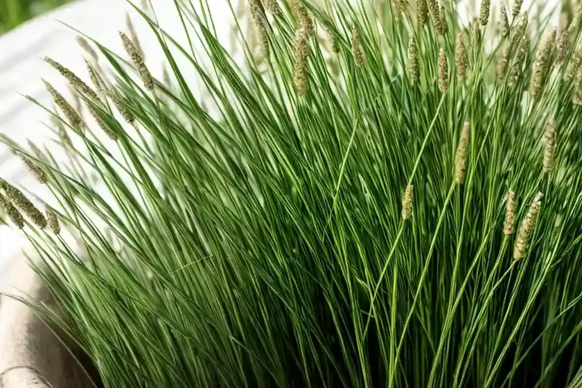 Italian ryegrass (lolium multiflorum) — photo 2