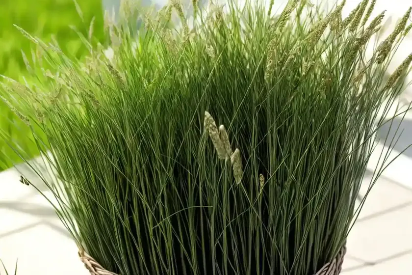 Italian ryegrass (lolium multiflorum) — photo 3