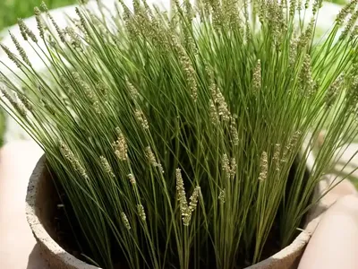 Italian Ryegrass (Lolium Multiflorum)