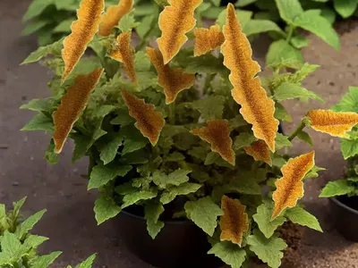 Ivy Broomrape (Orobanche Hederae)