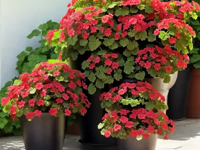 Ivy-leafed Geranium (Pelargonium Peltatum)