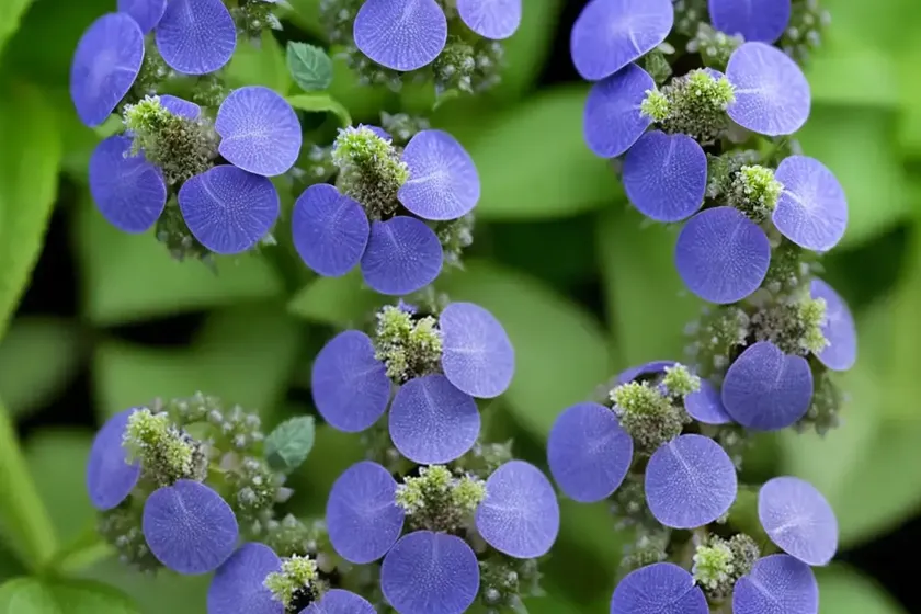 Ivy-leaved speedwell (veronica hederifolia) — photo 2