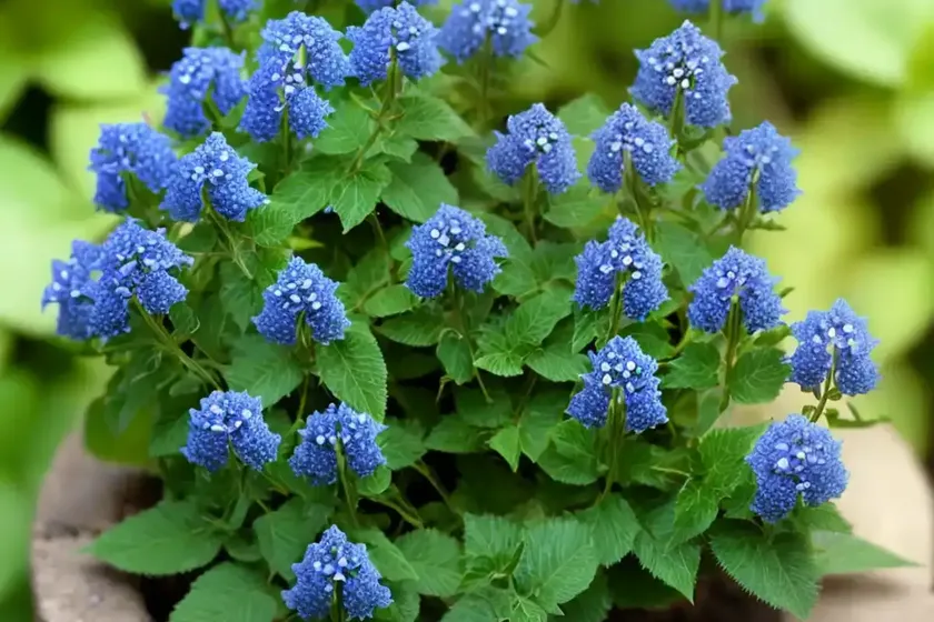 Ivy-leaved speedwell (veronica hederifolia) — photo 3