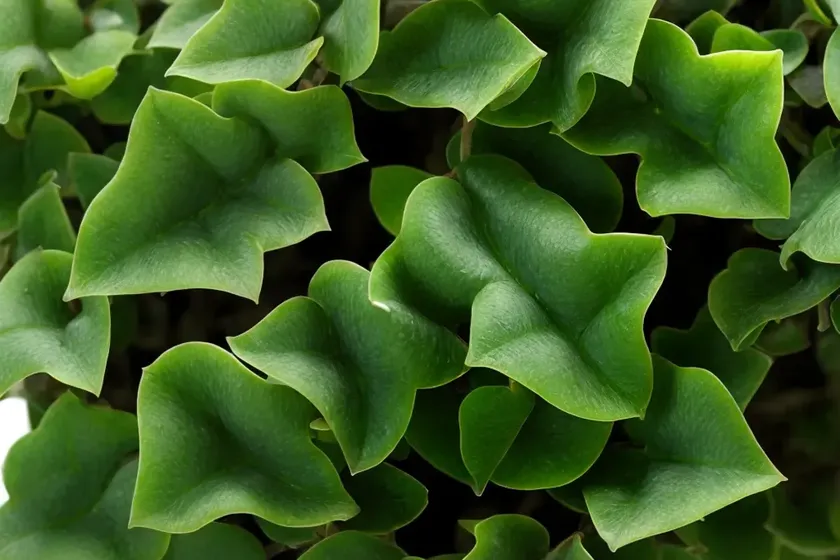 Ivy ‘spearpoint’ (hedera helix ‘spearpoint’) — photo 2