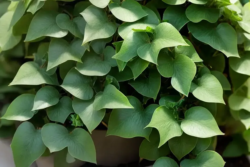 Ivy ‘spearpoint’ (hedera helix ‘spearpoint’) — photo 3