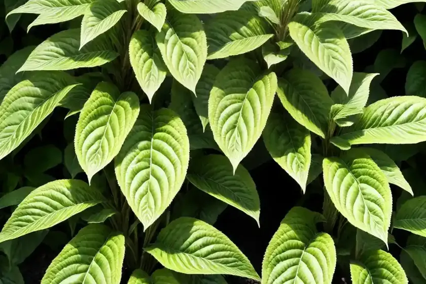 Jacob’s coat (acalypha wilkesiana) — photo 3
