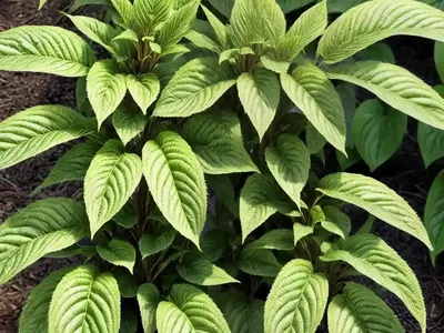 Jacob’s Coat (Acalypha Wilkesiana)