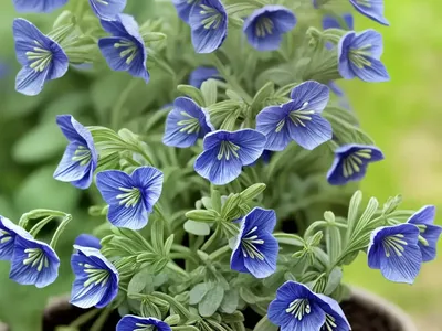Jacob’s Ladder (Polemonium Reptans)