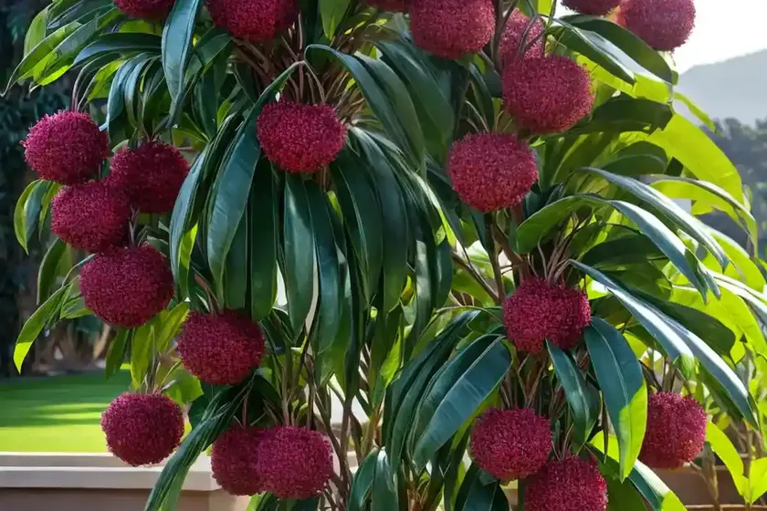 Jambos (syzygium jambos) — photo 2