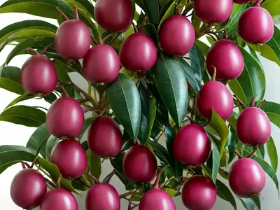 Jambos (Syzygium Jambos)
