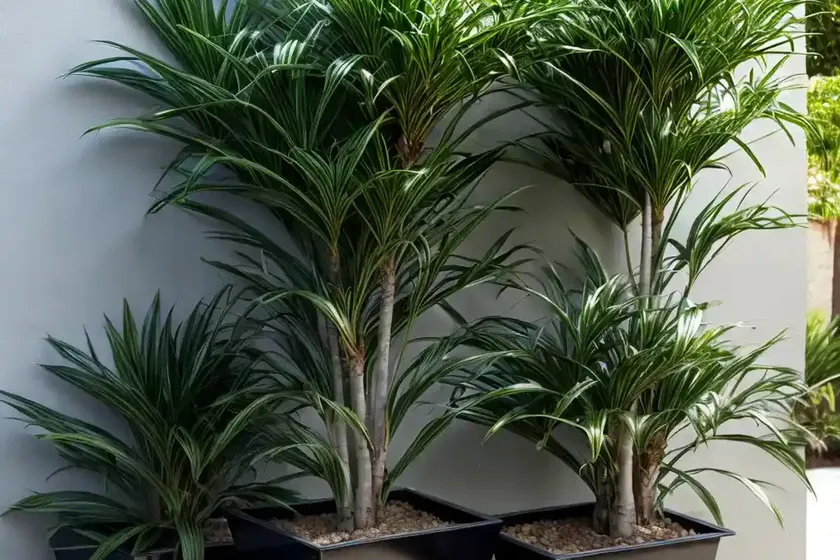 Janet craig dracaena (dracaena deremensis) — photo 2