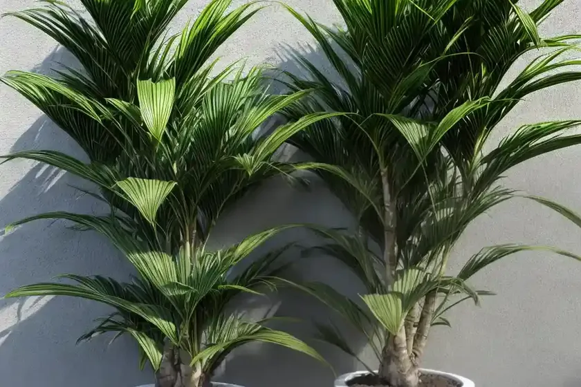 Janet craig dracaena (dracaena deremensis) — photo 3