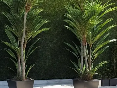 Janet Craig Dracaena (Dracaena Deremensis)