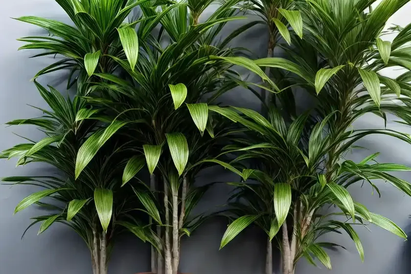 Janet craig dracaena dracaena fragrans (dracaena fragrans ) — photo 2