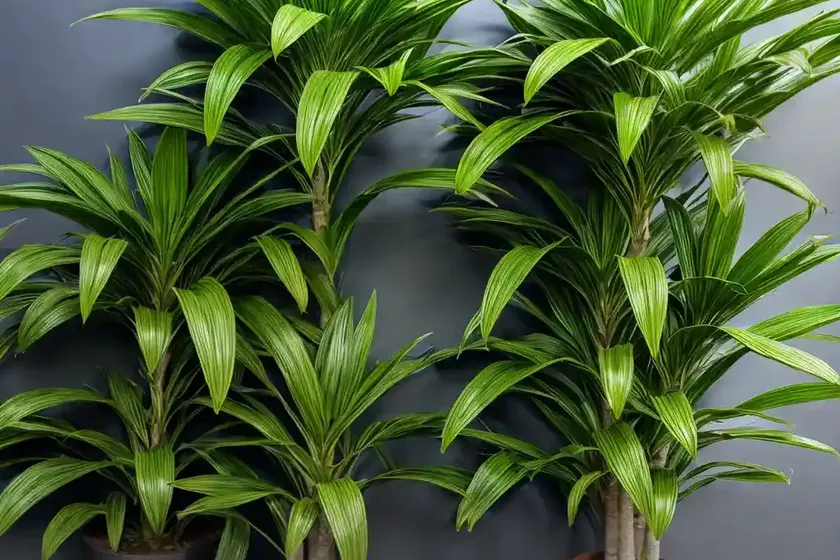 Janet craig dracaena dracaena fragrans (dracaena fragrans ) — photo 3