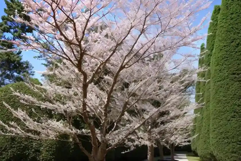 Japanese alder (alnus japonica) — photo 2